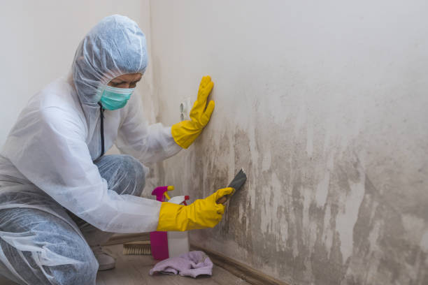 Professional Mold Inspection, Removal & Remediation in Bryan, OH